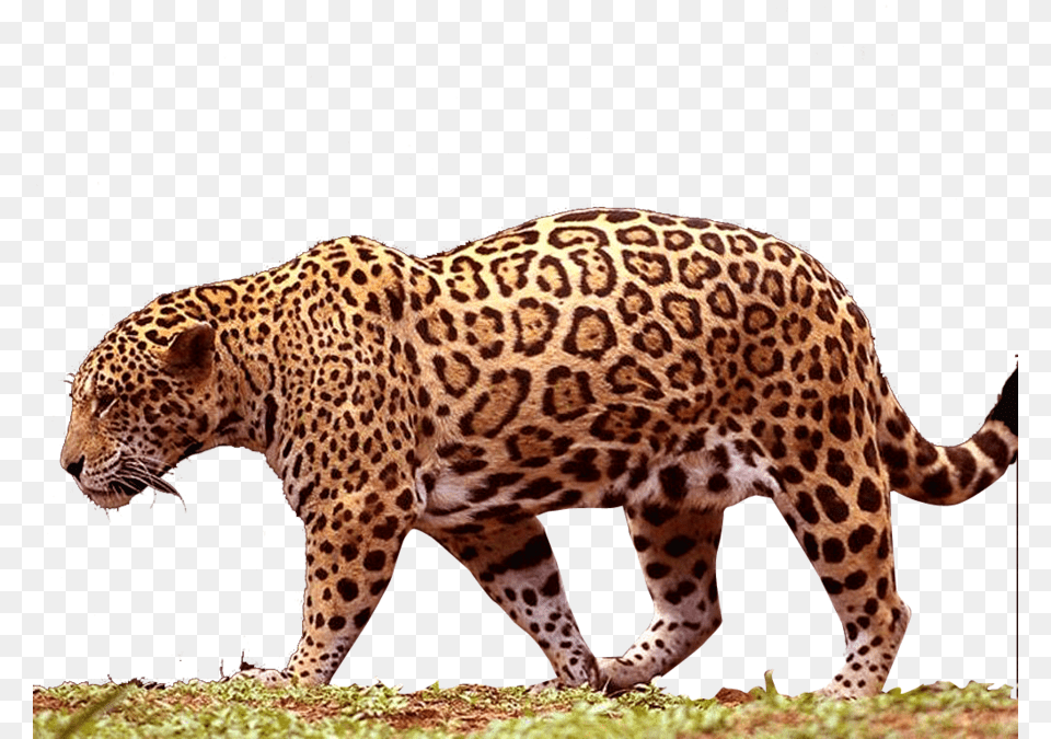 Jaguar Transparent Jaguar, Animal, Mammal, Panther, Wildlife Free Png Download