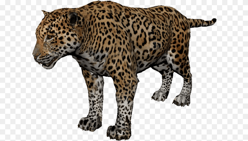 Jaguar Green Hell, Animal, Mammal, Panther, Wildlife Png