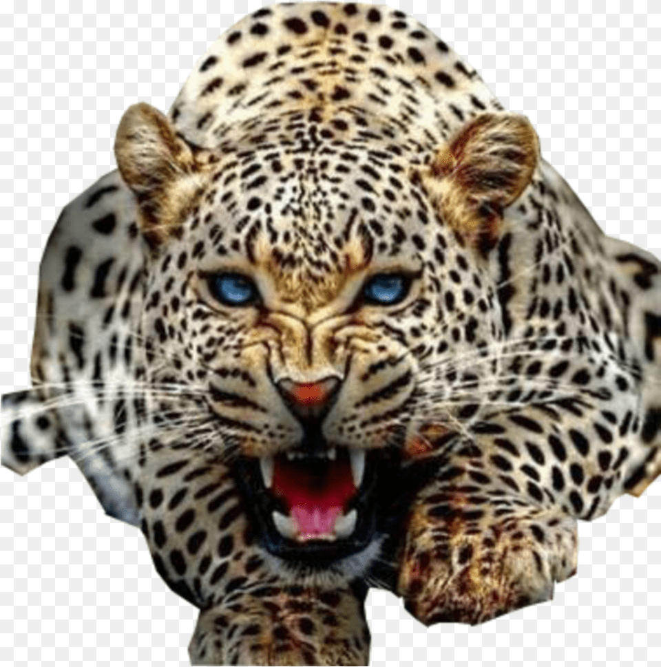Jaguar Hd Images, Animal, Mammal, Panther, Wildlife Png Image