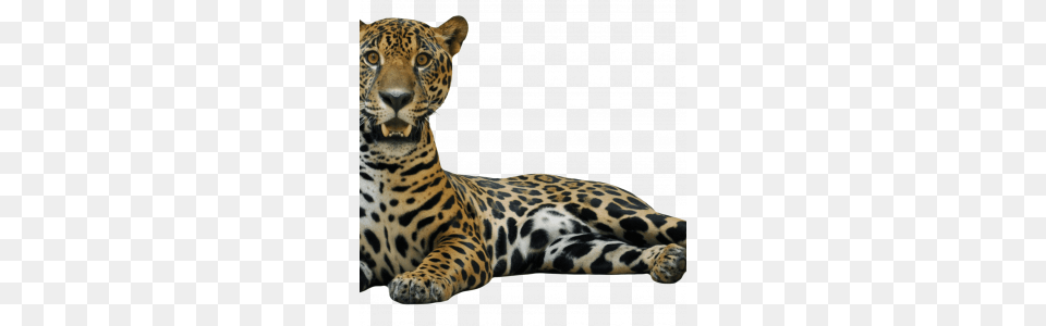 Jaguar Icon Web Icons, Animal, Mammal, Panther, Wildlife Free Transparent Png