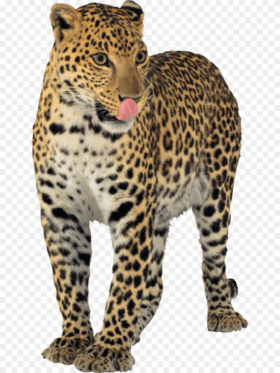 Jaguar Images Free Jaguar Transparent, Animal, Mammal, Panther, Wildlife Png