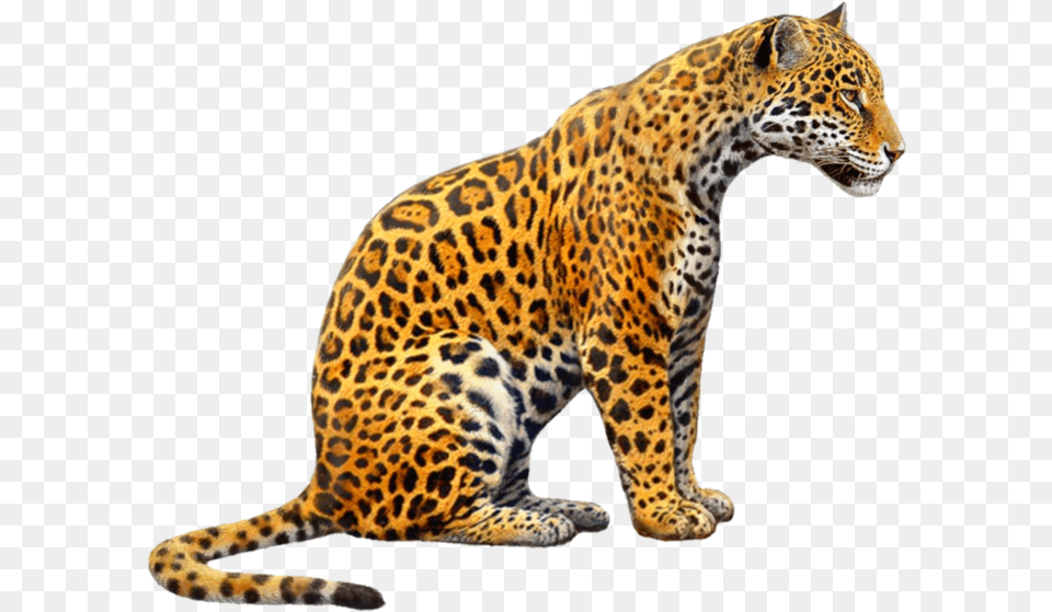 Jaguar Jagger Jaguars Tiger Tigers Cat Zoo Animals Jaguar, Animal, Mammal, Panther, Wildlife Free Png