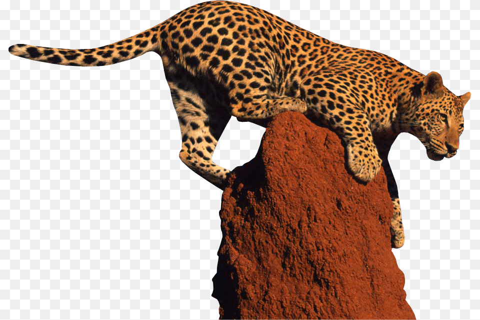 Jaguar Leopard, Animal, Wildlife, Mammal, Panther Png Image