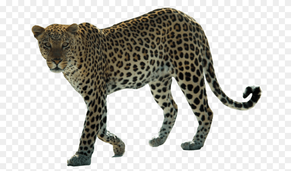 Jaguar Pics, Animal, Mammal, Panther, Wildlife Free Transparent Png