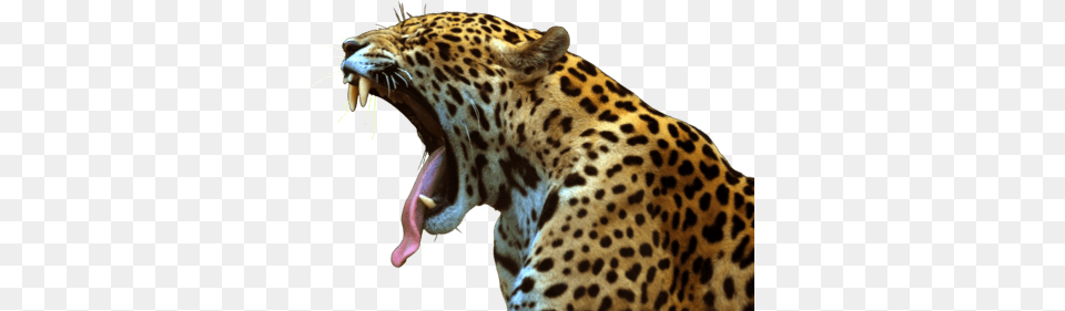 Jaguar Roar, Animal, Mammal, Panther, Wildlife Png
