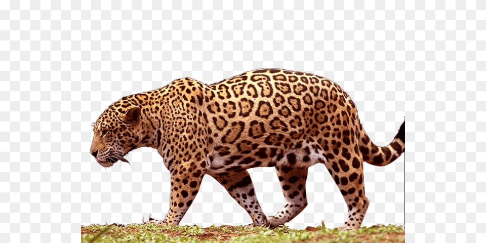 Jaguar Transparent Images Jaguar, Animal, Mammal, Panther, Wildlife Png Image