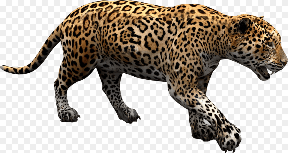 Jaguar Walking Download Jaguar, Animal, Mammal, Panther, Wildlife Png Image