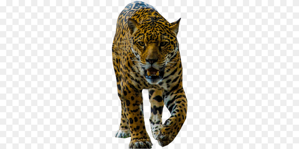 Jaguar Walking Images Transparent Leopard, Animal, Mammal, Panther, Wildlife Png Image