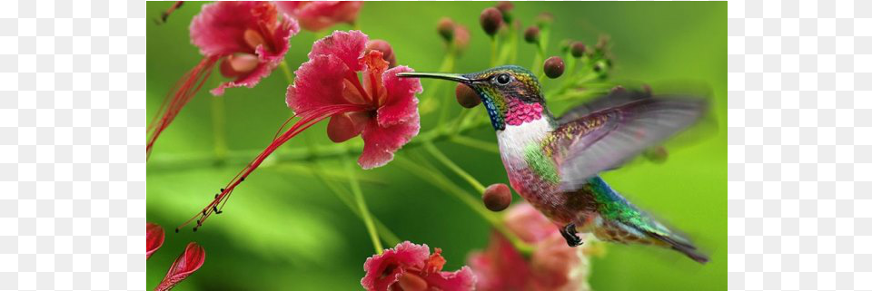 Jamaica Trinidad Amptobago Listed Among Destinations 4k Flower With Hummingbird, Animal, Beak, Bird Free Transparent Png