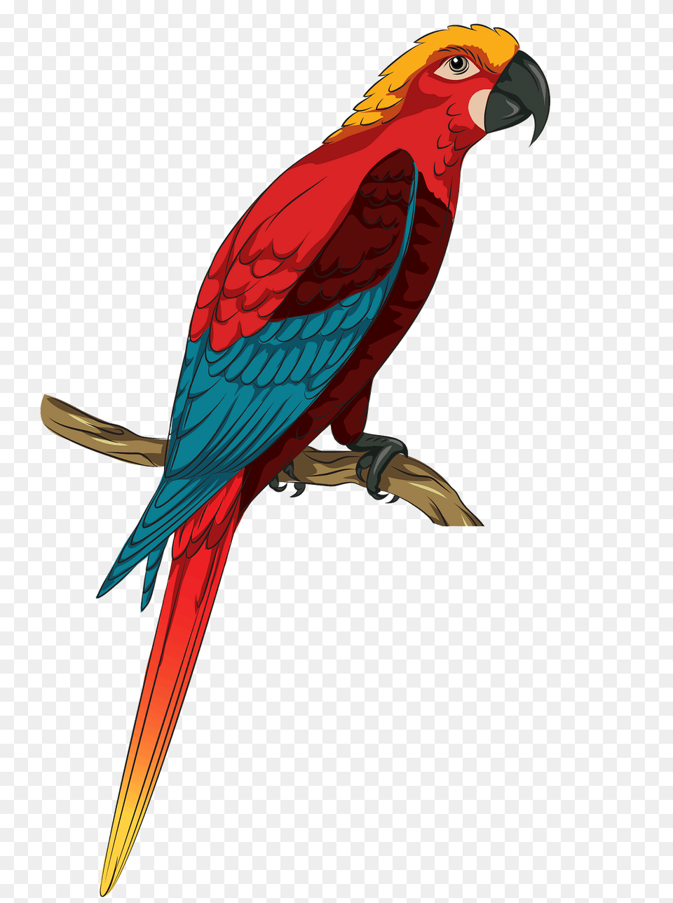 Jamaican Red Macaw Clipart, Animal, Bird, Parrot Free Png Download