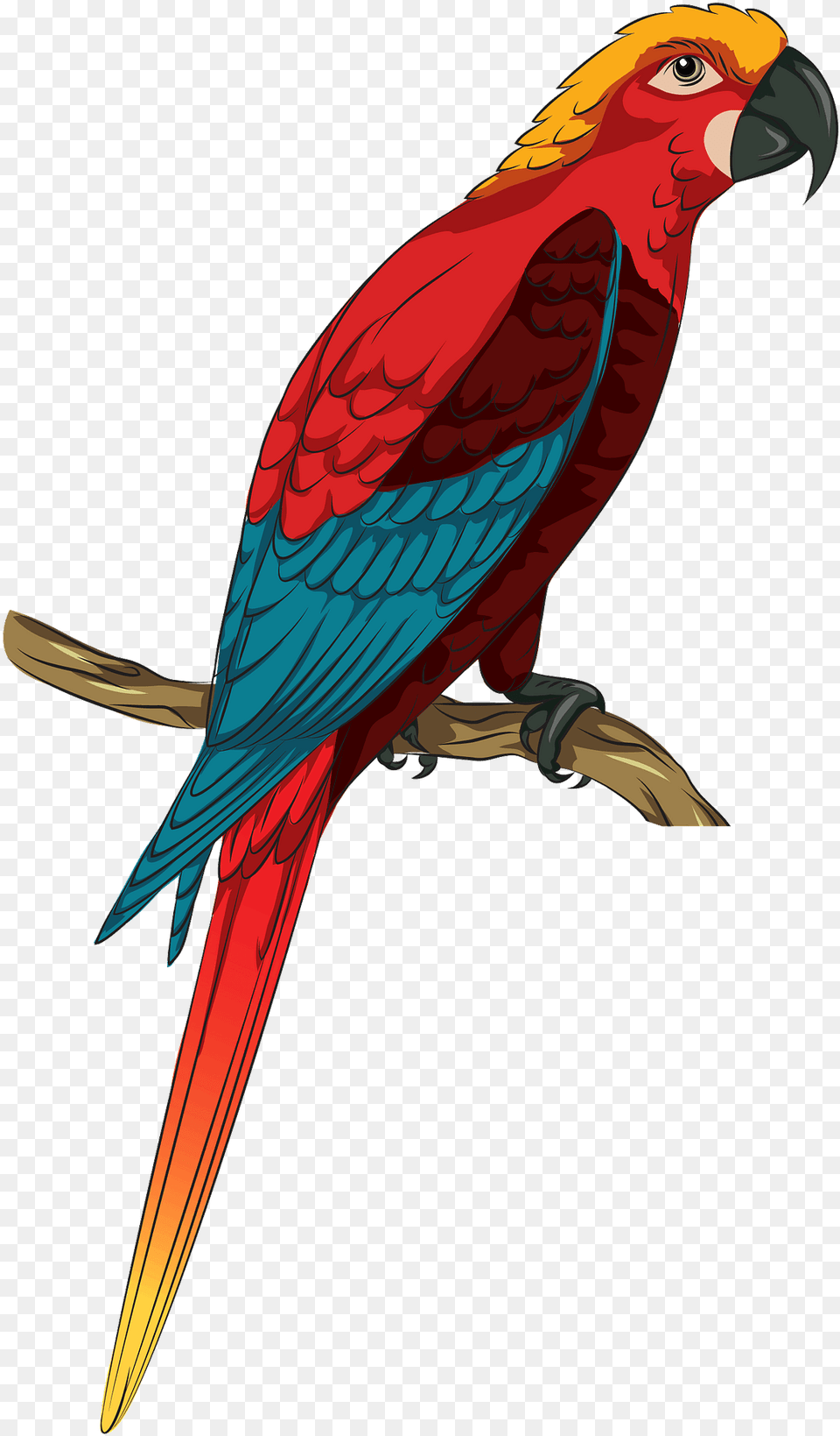 Jamaican Red Macaw Clipart Transparent Bird Glass Etching Colouring, Animal, Parrot Free Png Download