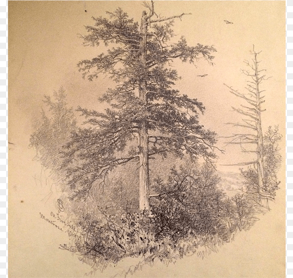 James D Smillie Hudson River Artist Drawing On Fire Red Pine, Art, Plant, Tree Free Transparent Png