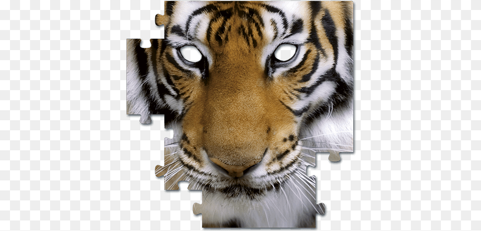 Jampm Furniture Premium Acrylic Photographic Print, Animal, Mammal, Tiger, Wildlife Png