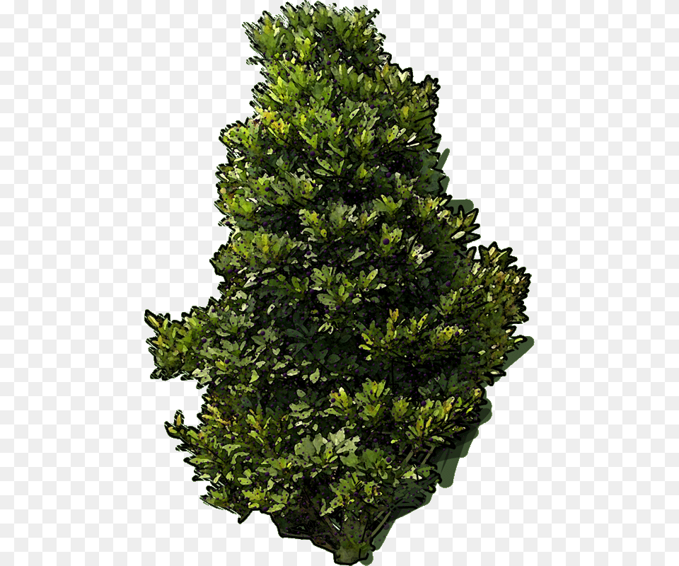 Jan 2019 Christmas Tree, Conifer, Plant, Vegetation, Green Free Transparent Png