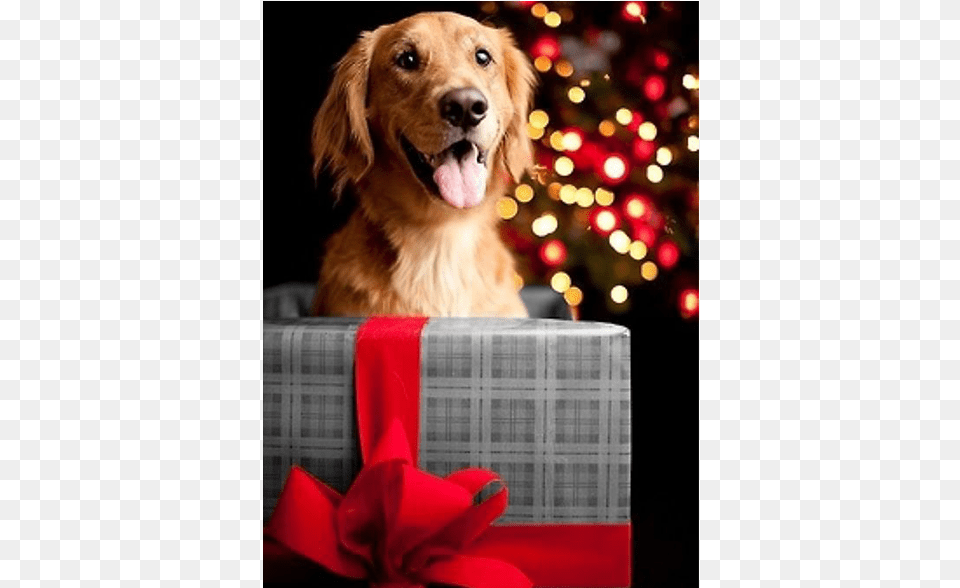 Jan Red Golden Retriever Christmas, Animal, Canine, Dog, Golden Retriever Free Transparent Png