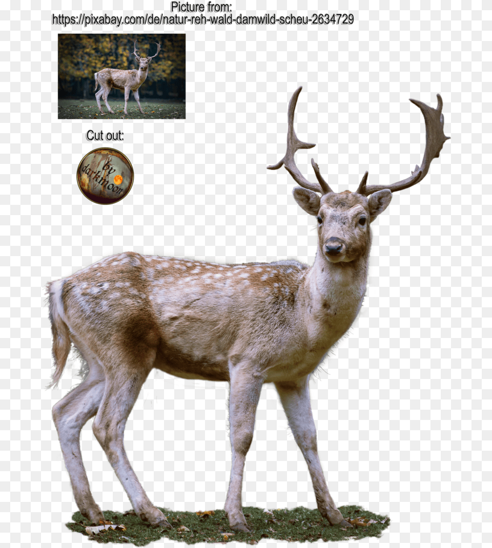 Janeeden 8 1 Reh, Animal, Antelope, Deer, Mammal Free Transparent Png