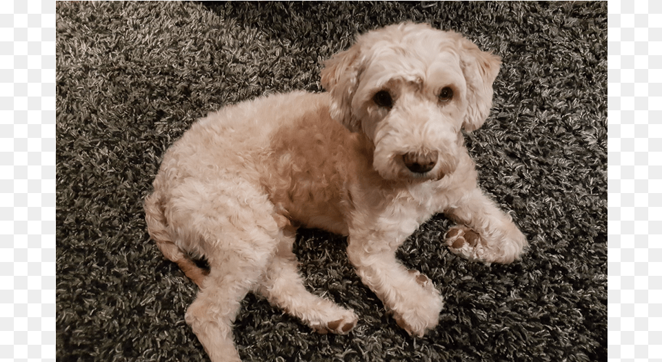 Jano Is A 3 Year Old Neutered Male Poodle Mix Goldendoodle, Animal, Canine, Dog, Mammal Free Png