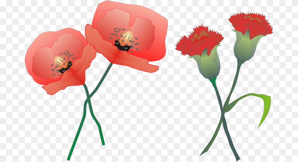 Jantonalcor Claveles, Flower, Plant, Carnation, Poppy Free Transparent Png