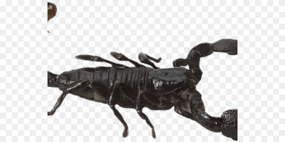 Janwar Se Bachne Ki Dua, Animal, Invertebrate, Scorpion Free Png