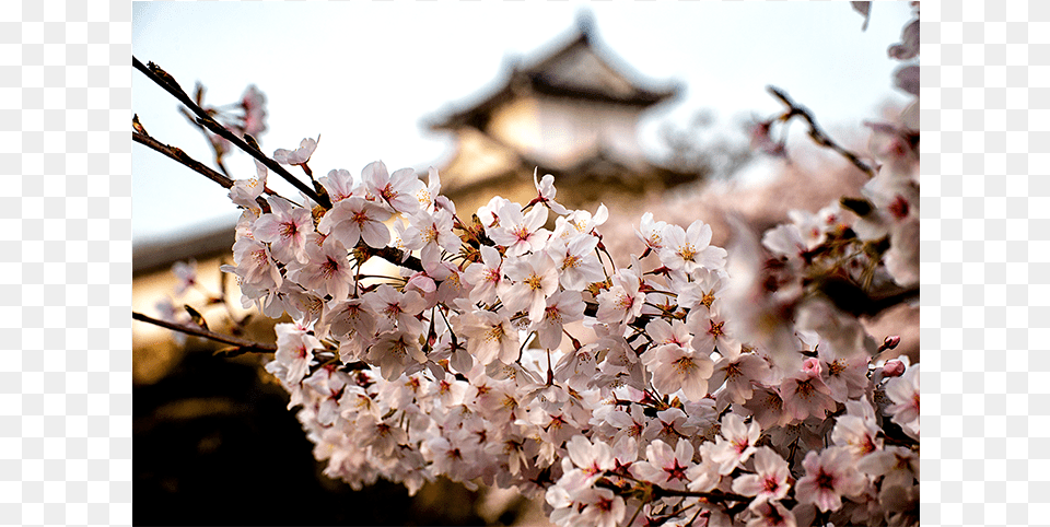 Japan Blossom Cherry Blossom, Flower, Plant, Cherry Blossom, Petal Free Png Download