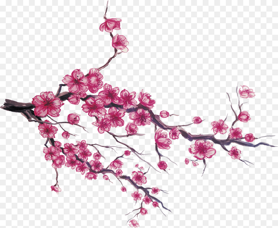 Japan Cherry Blossom Download Drawing Japanese Cherry Blossom, Flower, Plant, Cherry Blossom, Rose Free Transparent Png
