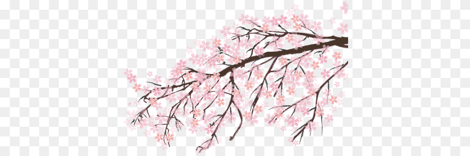 Japan Sakura 1 Image Cherry Blossom Transparent, Flower, Plant, Cherry Blossom Free Png Download