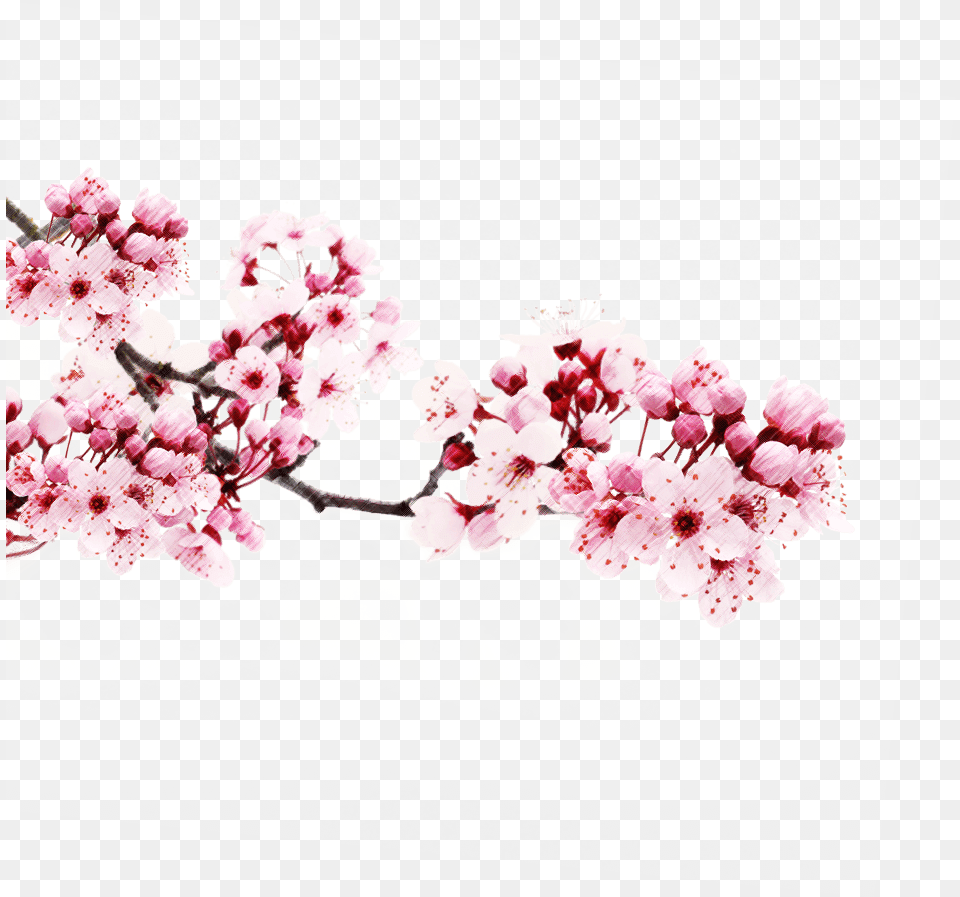 Japan Sakura 6 Japanese Cherry Blossom, Flower, Plant, Cherry Blossom Free Png Download
