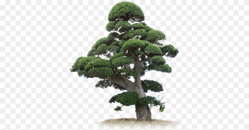 Japan Treecom, Conifer, Plant, Potted Plant, Tree Free Png