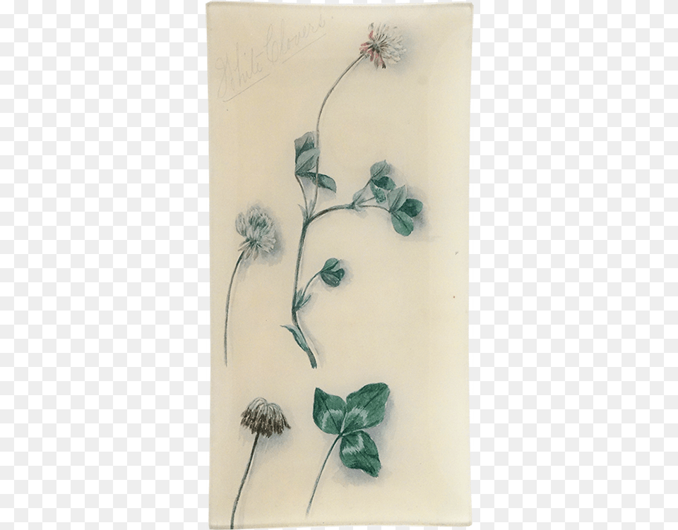 Japanese Anemone, Flower, Plant, Art, White Board Png