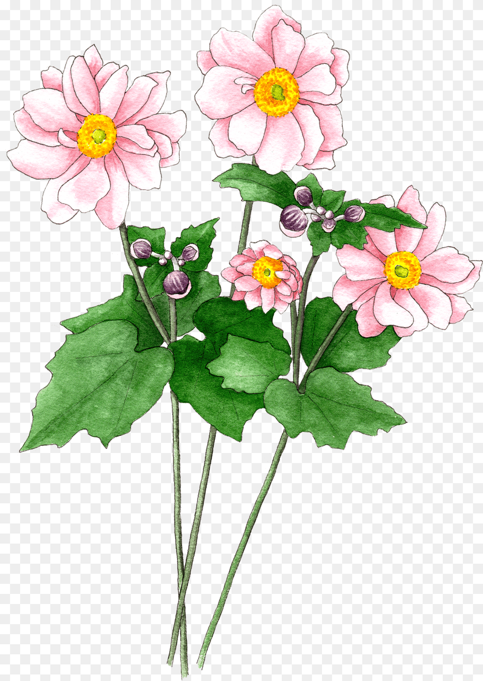 Japanese Anemones Pink, Anemone, Plant, Dahlia, Daisy Free Png