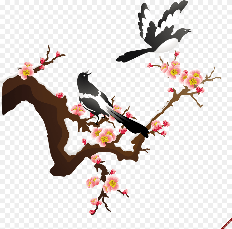 Japanese Apricot Flower Vector, Plant, Petal, Animal, Bird Free Png