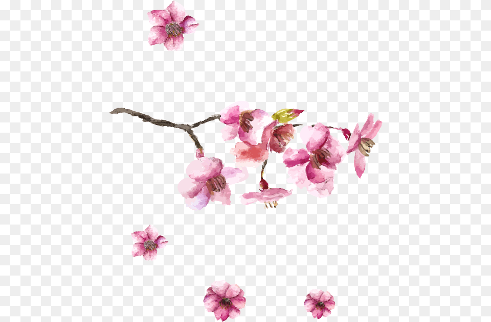 Japanese Art Cherry Blossom Drawing Drawing Japanese Cherry Blossom, Flower, Geranium, Petal, Plant Free Transparent Png