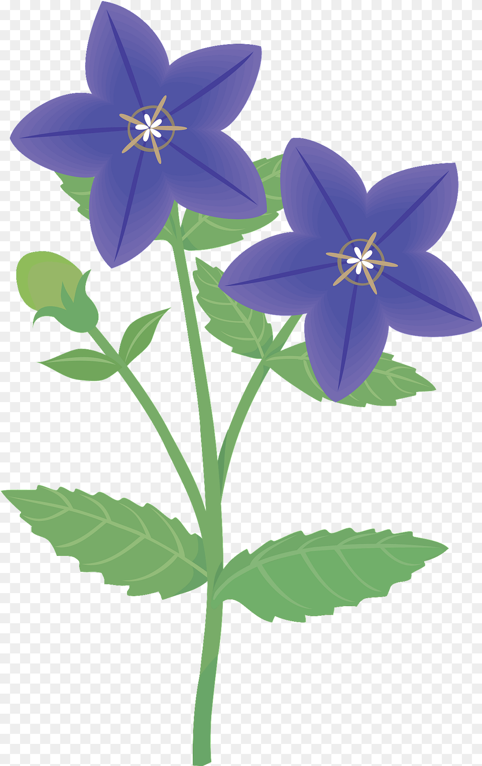 Japanese Bellflower Clipart Small Clematis Clipart Black And White, Anther, Flower, Geranium, Plant Png Image