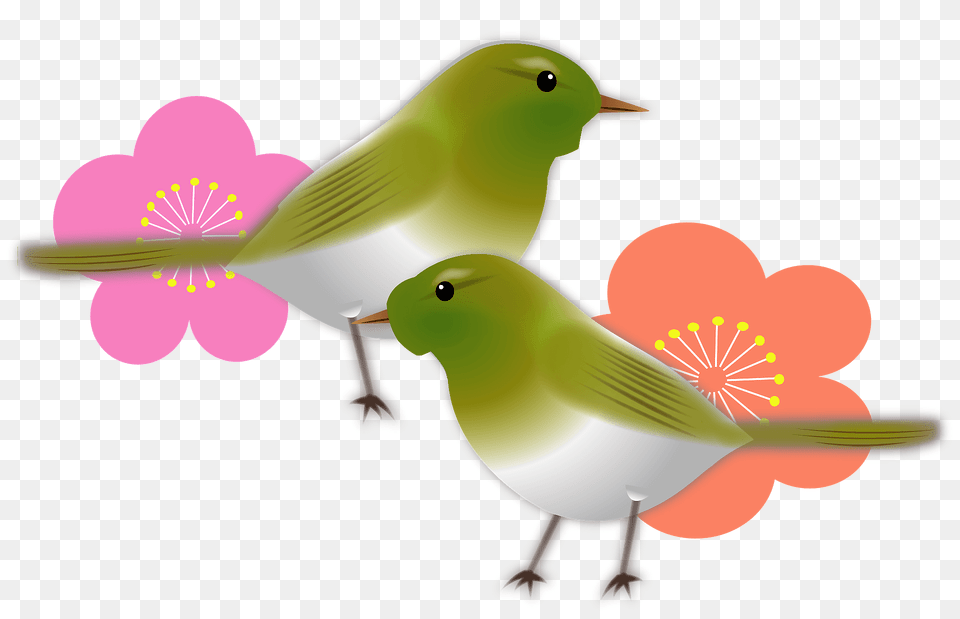 Japanese Bush Warbler Bird Clipart, Animal, Finch Free Transparent Png
