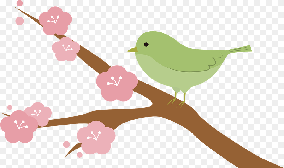 Japanese Bush Warbler Bird On Cherry Blossom Branch Clipart, Animal, Flower, Plant, Finch Free Png