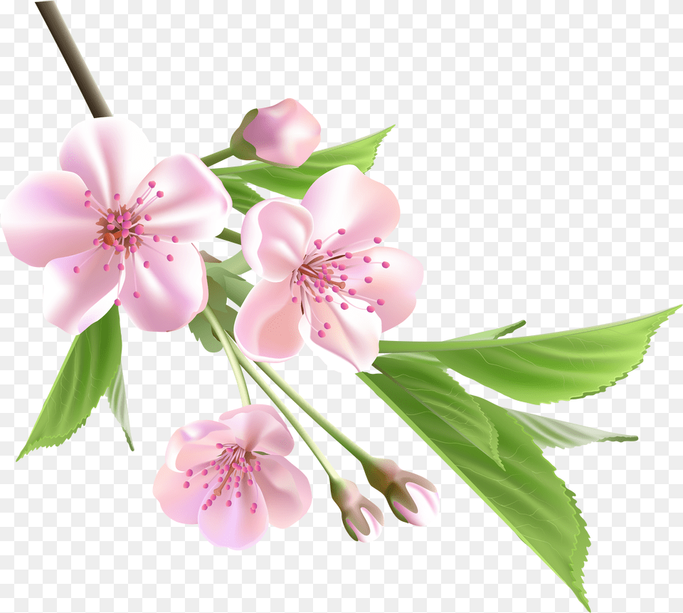 Japanese Cherry Blossom Clip Art Library Pink Flowers Tree Transparent, Flower, Plant, Cherry Blossom Free Png Download