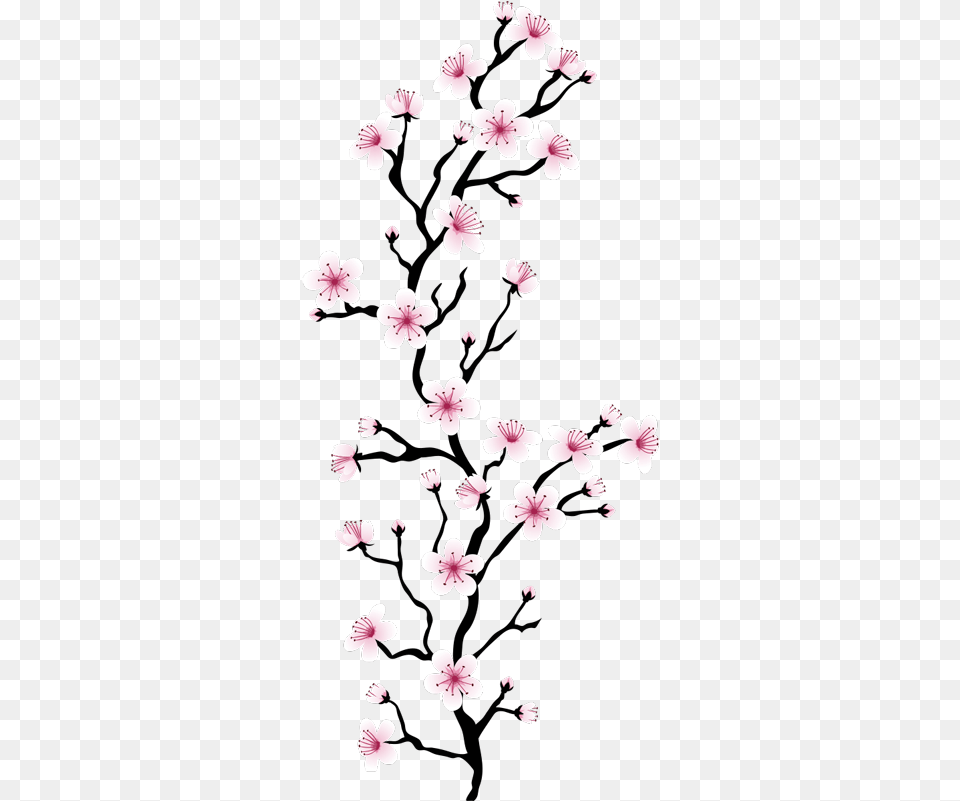 Japanese Cherry Blossom Flower Wall Decal Japanese Cherry Blossom, Petal, Plant, Cherry Blossom Png