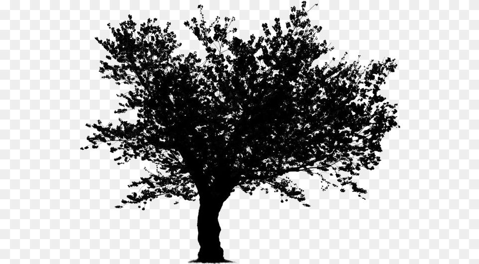 Japanese Cherry Blossom Tree Cartoon Tree Clipart Black And White No Background, Plant, Silhouette, Art, Drawing Png Image