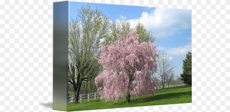 Japanese Cherry Tree By Patricia Ferguson Cherry Blossom, Flower, Grass, Plant, Vegetation Free Png