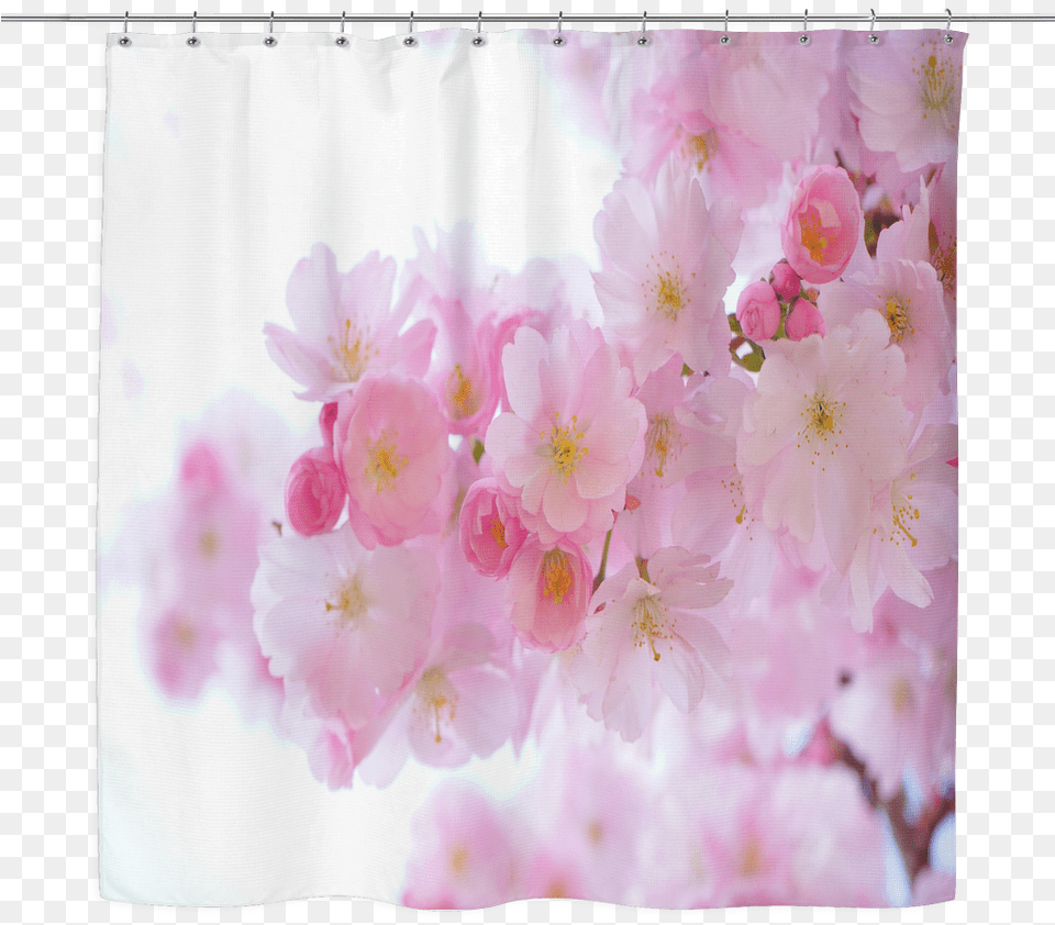 Japanese Cherry Trees Shower Curtain Cherry Tree Blossom Canvas Print Small By Haroulita, Flower, Plant, Cherry Blossom, Petal Free Png