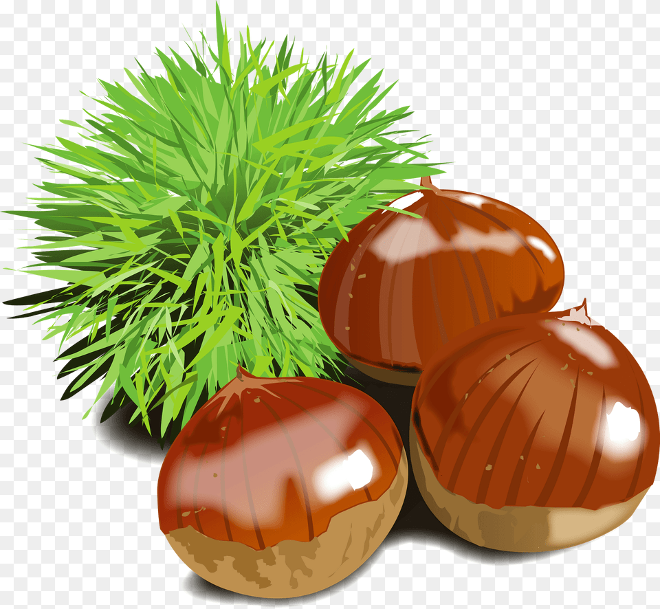 Japanese Chestnuts Food Clipart, Nut, Plant, Produce, Vegetable Png Image