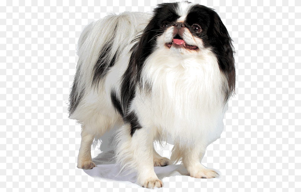 Japanese Chin White Background, Animal, Canine, Dog, Mammal Png
