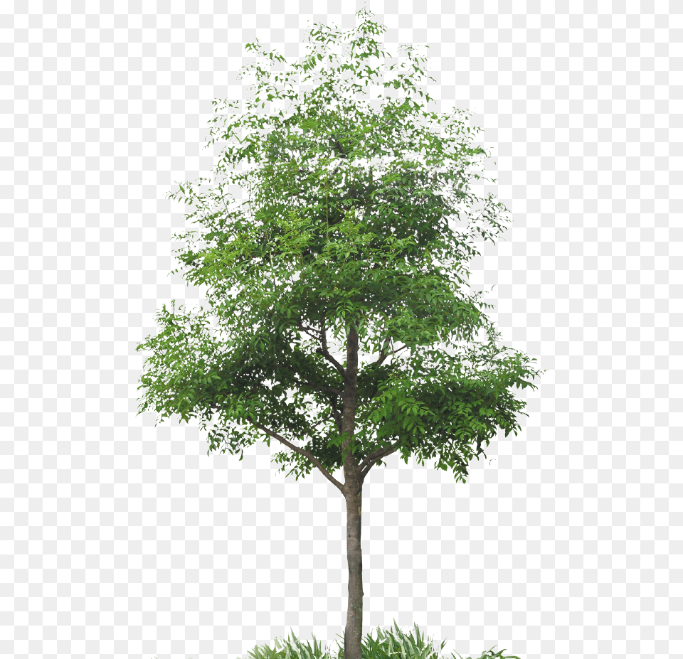 Japanese Culture Tree High Quality, Plant, Maple, Oak, Sycamore Png Image