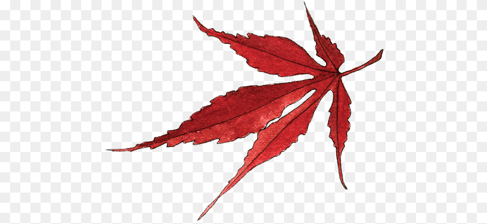 Japanese Designs Transparent, Leaf, Plant, Tree, Maple Free Png