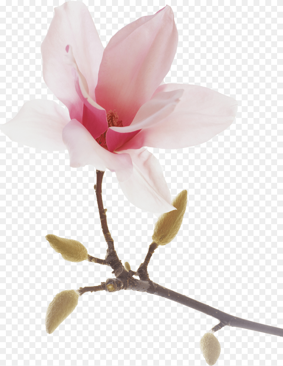 Japanese Drawing Magnolia Chinese Magnolia, Flower, Petal, Plant, Orchid Free Png