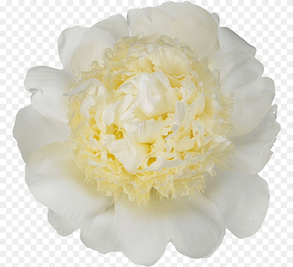 Japanese Flower Common Peony Vippng Pioen Bridal Gown, Petal, Plant, Rose Free Transparent Png