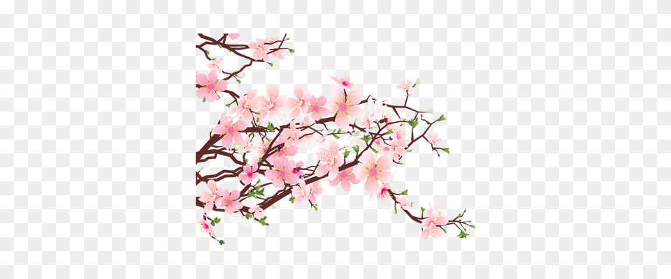 Japanese Flower Image, Plant, Cherry Blossom Free Transparent Png