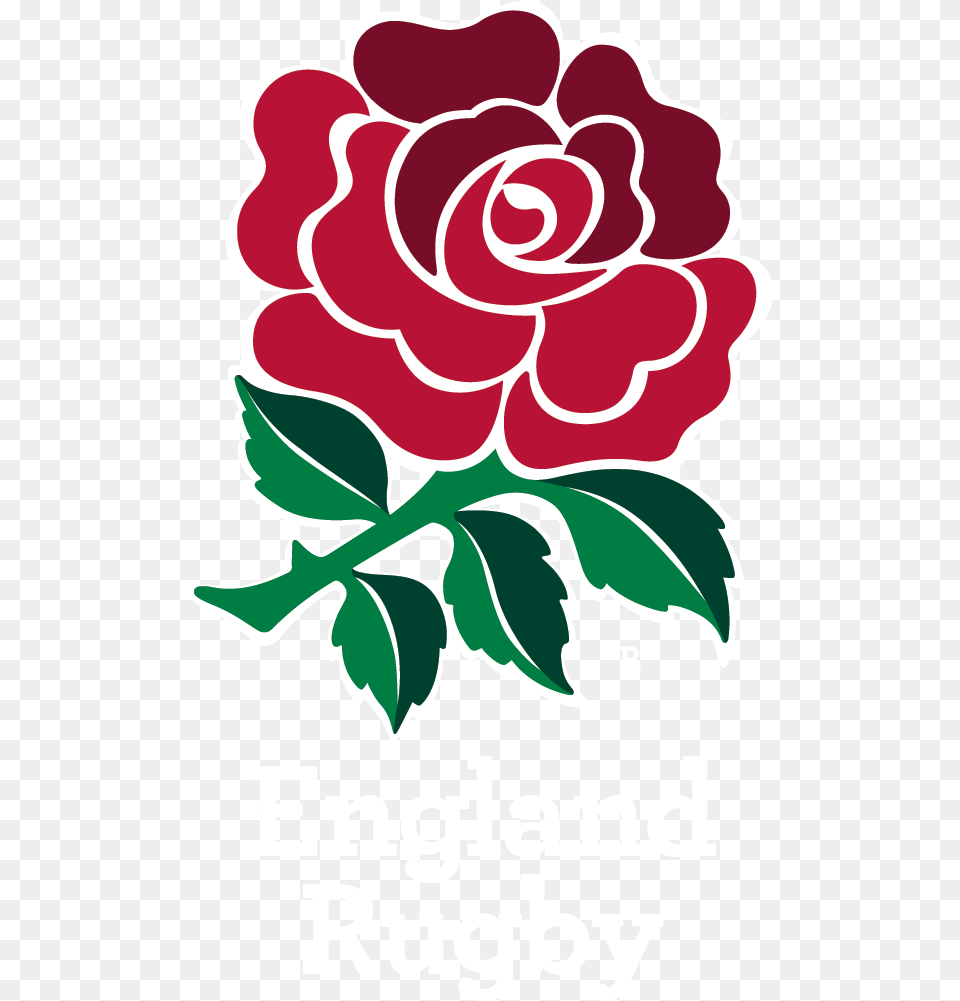 Japanese Flower Red Rose England Rugby, Plant, Graphics, Art, Advertisement Free Png