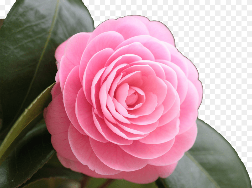 Japanese Flower Rose Image Beautiful Pink Rose Full Hd Beautiful Flowers, Petal, Plant, Geranium Free Png Download
