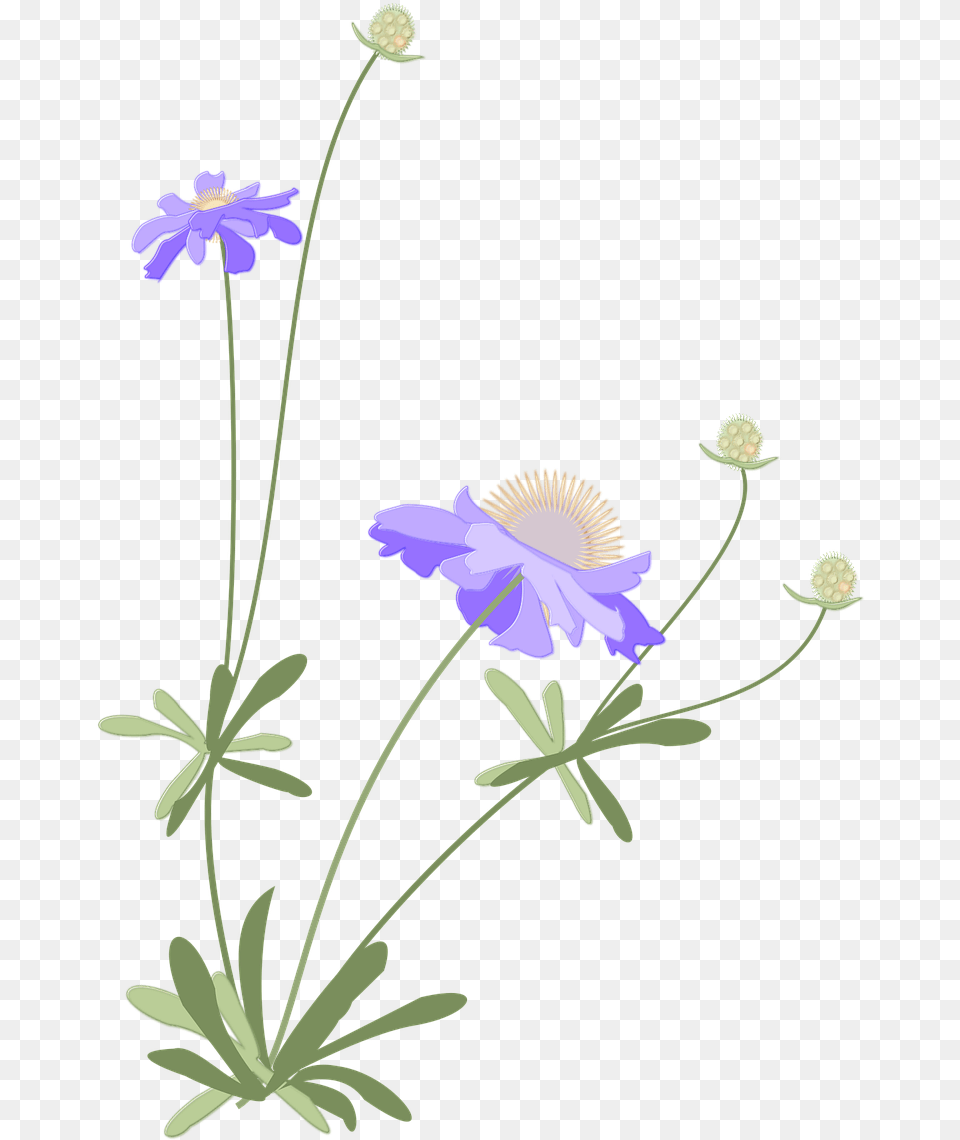 Japanese Flower Scabiosa, Anemone, Daisy, Petal, Plant Png Image